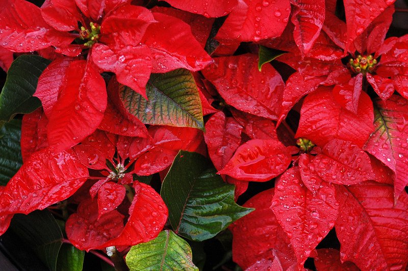 ¿QUE HACER CON NUESTROS PASCUEROS DESPUÉS DE NAVIDAD?